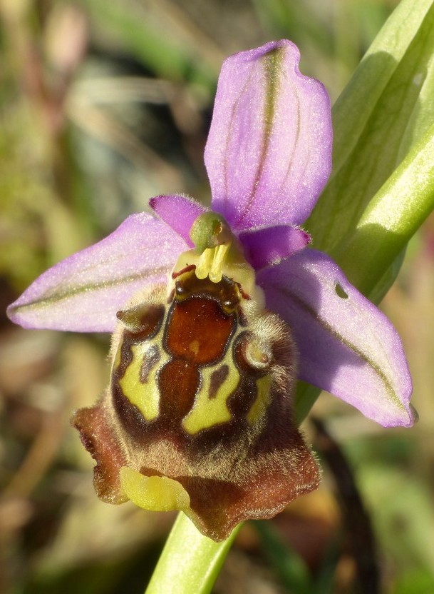 Ophrys cretica, Ophrys episcopalis  Creta aprile 2016